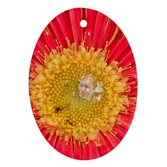 A Red Flower Oval Ornament (two Sides) by natureinmalaysia
