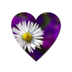 Daisy Magnet (heart) by Siebenhuehner