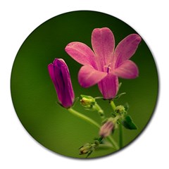Campanula Close Up 8  Mouse Pad (round) by Siebenhuehner