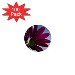 Daisy 1  Mini Button (100 Pack) by Siebenhuehner