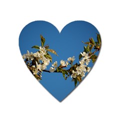 Cherry Blossom Magnet (heart) by Siebenhuehner