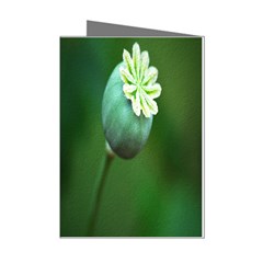 Poppy Capsules Mini Greeting Card (8 Pack) by Siebenhuehner
