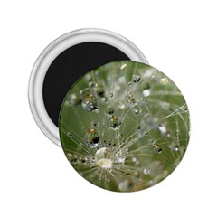 Dandelion 2 25  Button Magnet by Siebenhuehner