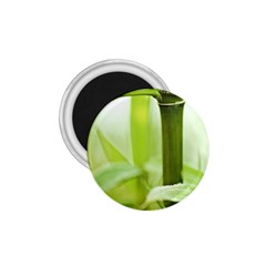 Bamboo 1 75  Button Magnet by Siebenhuehner