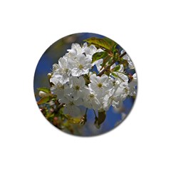 Cherry Blossom Magnet 3  (round) by Siebenhuehner