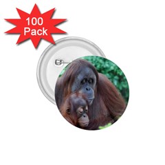 Orangutan Family 1 75  Button (100 Pack) by AnimalLover
