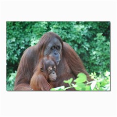 Orangutan Family Postcards 5  X 7  (10 Pack) by AnimalLover