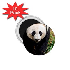 Giant Panda 1 75  Button Magnet (10 Pack)