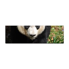 Giant Panda Bumper Sticker by AnimalLover