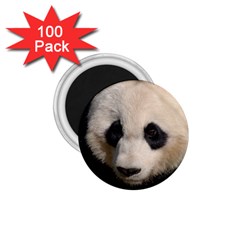 Adorable Panda 1 75  Button Magnet (100 Pack)