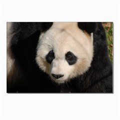 Adorable Panda Postcard 4 x 6  (10 Pack) by AnimalLover