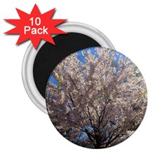 Cherry Blossoms Tree 2 25  Button Magnet (10 Pack) by DmitrysTravels