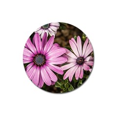 Beautiful Colourful African Daisies  Magnet 3  (round) by OZMedia