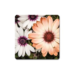 Beautiful Colourful African Daisies Square Magnet