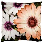Beautiful Colourful African Daisies Standard Flano Cushion Cases (Two Sides)  Front