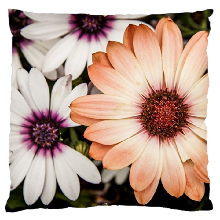 Beautiful Colourful African Daisies Standard Flano Cushion Cases (Two Sides) 