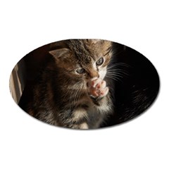 Talk To The Paw Oval Magnet by trendistuff