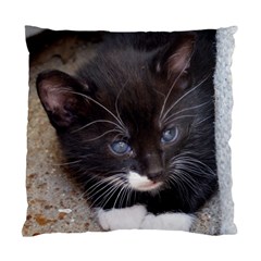 Kitty In A Corner Standard Cushion Case (one Side)  by trendistuff
