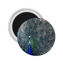 Peacock Four Spot Feather Bird 2 25  Magnets by Nexatart