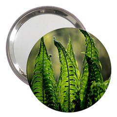Fern Ferns Green Nature Foliage 3  Handbag Mirrors by Nexatart