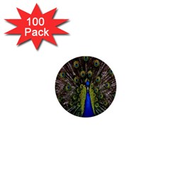 Bird Peacock Display Full Elegant Plumage 1  Mini Buttons (100 Pack)  by Amaryn4rt