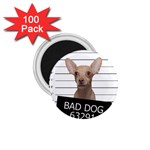 Bad dog 1.75  Magnets (100 pack) 