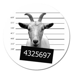 Criminal Goat  Magnet 5  (round)