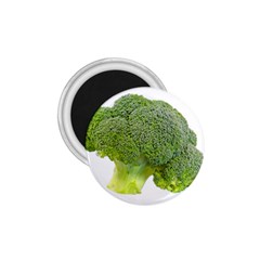 Broccoli Bunch Floret Fresh Food 1 75  Magnets by Nexatart