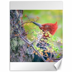 Woodpecker At Forest Pecking Tree, Patagonia, Argentina Canvas 36  X 48   by dflcprints
