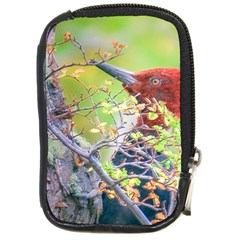 Woodpecker At Forest Pecking Tree, Patagonia, Argentina Compact Camera Cases by dflcprints