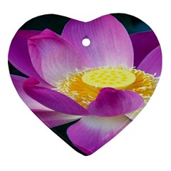 Pink Lotus Flower Heart Ornament (two Sides) by BangZart