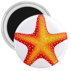 Starfish 3  Magnets by BangZart