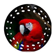 Scarlet Macaw Bird Round Filigree Ornament (two Sides) by BangZart