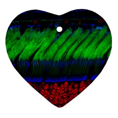 Cells Rainbow Ornament (heart) by Mariart