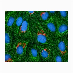 Fluorescence Microscopy Green Blue Small Glasses Cloth