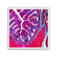 Histology Inc Histo Logistics Incorporated Masson s Trichrome Three Colour Staining Memory Card Reader (square)  by Mariart
