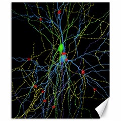 Synaptic Connections Between Pyramida Neurons And Gabaergic Interneurons Were Labeled Biotin During Canvas 8  X 10  by Mariart