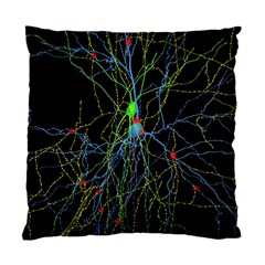 Synaptic Connections Between Pyramida Neurons And Gabaergic Interneurons Were Labeled Biotin During Standard Cushion Case (two Sides)