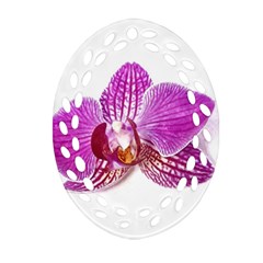 Lilac Phalaenopsis Aquarel  Watercolor Art Painting Oval Filigree Ornament (two Sides) by picsaspassion