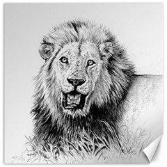 Lion Wildlife Art And Illustration Pencil Canvas 12  X 12   by Celenk