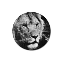 Africa Lion Male Closeup Macro Magnet 3  (round) by BangZart