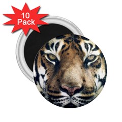 Tiger Bengal Stripes Eyes Close 2 25  Magnets (10 Pack)  by BangZart