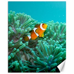 Clownfish 3 Canvas 11  X 14   by trendistuff
