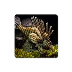 Lionfish 3 Square Magnet by trendistuff