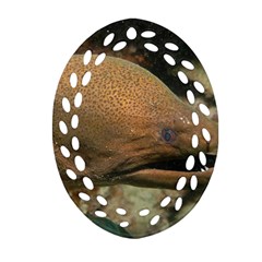 Moray Eel 1 Ornament (oval Filigree) by trendistuff