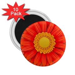 Flower Plant Petal Summer Color 2 25  Magnets (10 Pack)  by Sapixe