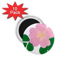 Rose Flower Briar Pink Flowers 1 75  Magnets (10 Pack) 