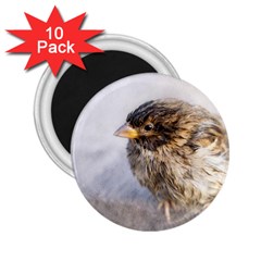 Funny Wet Sparrow Bird 2 25  Magnets (10 Pack)  by FunnyCow