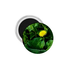 Yellow Dandelion Flowers In Spring 1 75  Magnets by FunnyCow