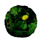 Yellow Dandelion Flowers In Spring Standard 15  Premium Flano Round Cushions Back